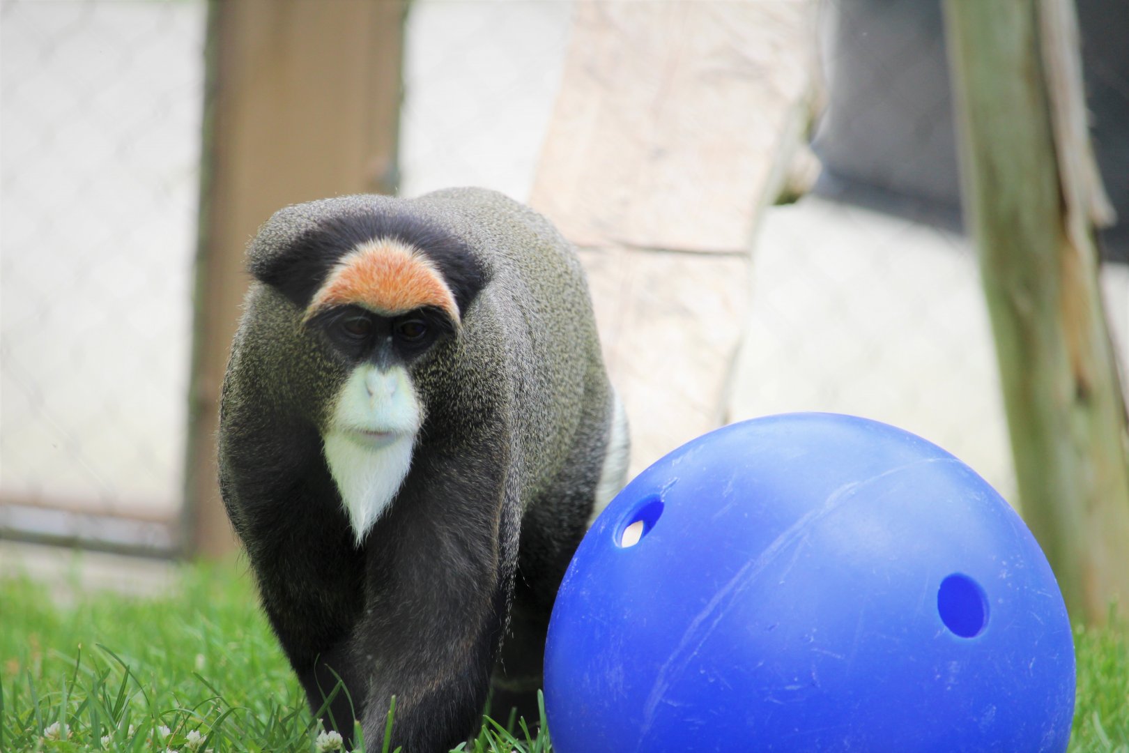 Primate Point - De Brazza's Monkey