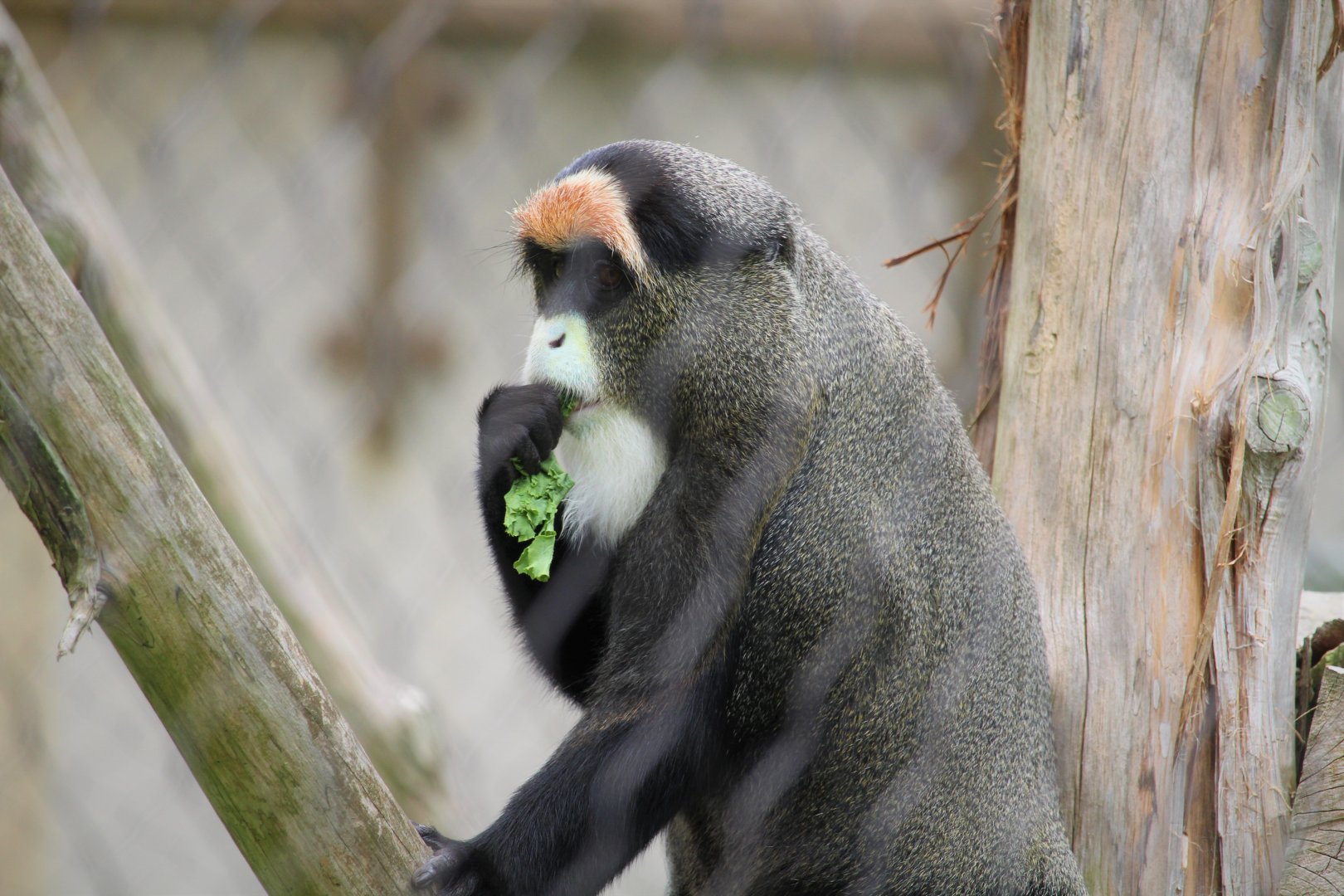 Primate Point - De Brazza's Monkey