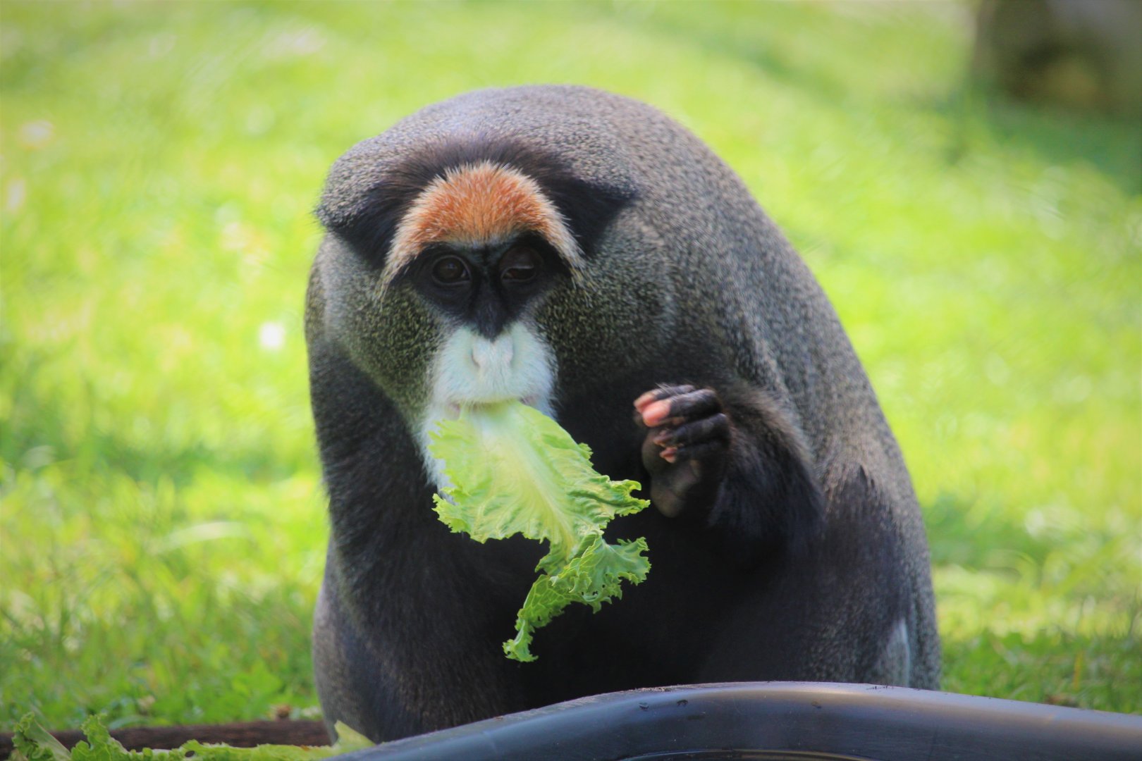 Primate Point - De Brazza's Monkey