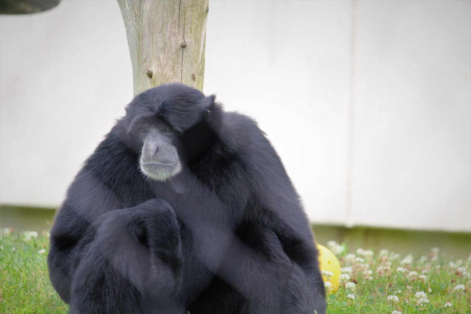 Primate Point - Siamang