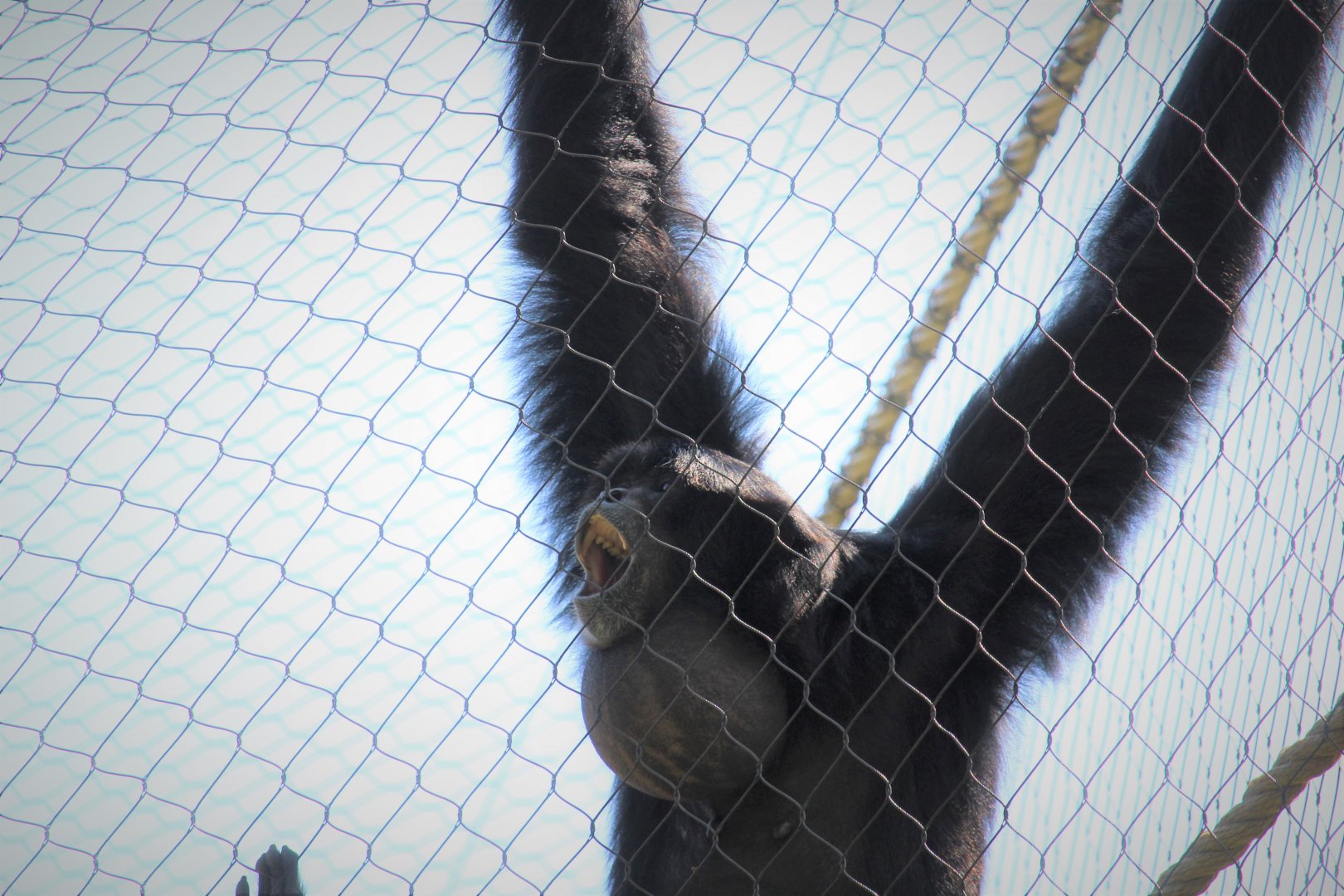 Primate Point - Siamang