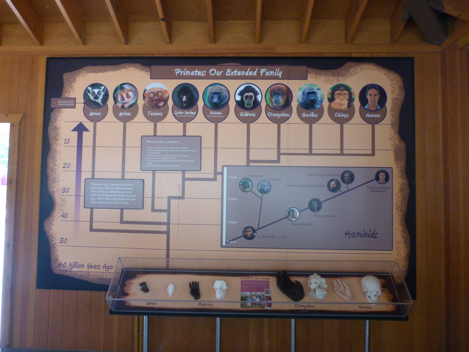 Primate Research Hut: A Step Into Africa 9-2-12