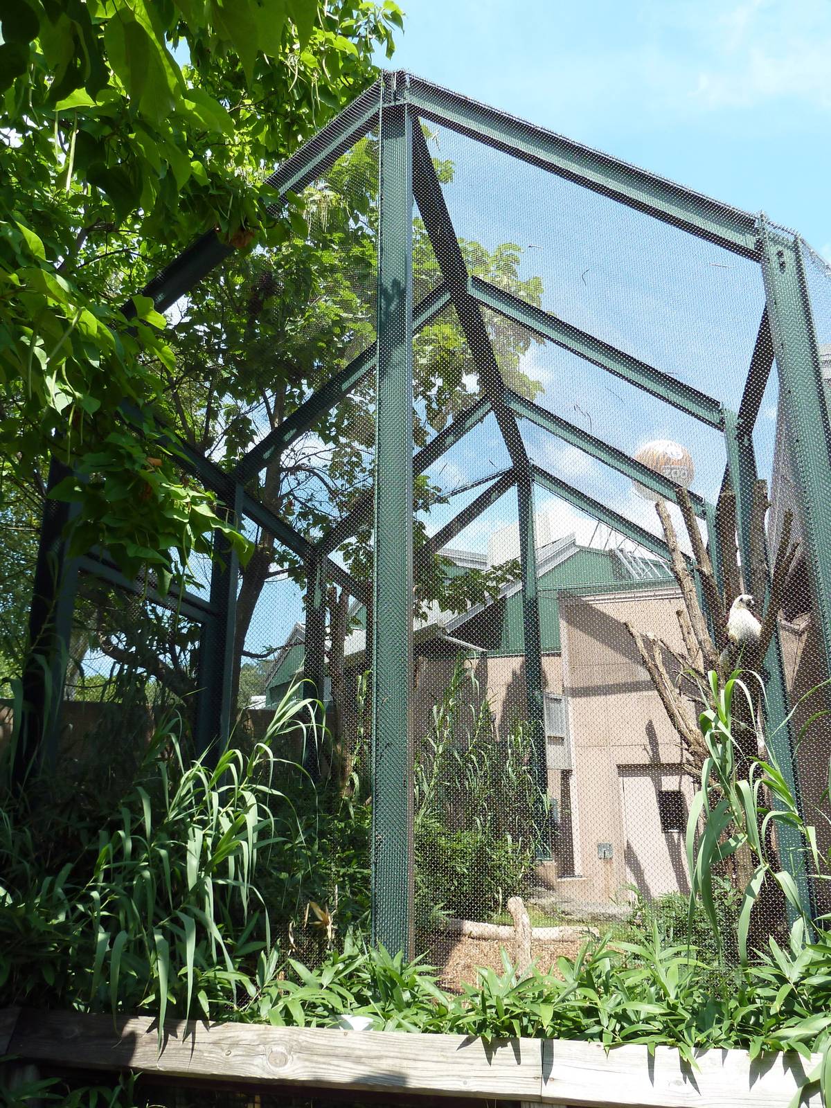 Primate Reserve - Coquerel's Sifaka Exhibit