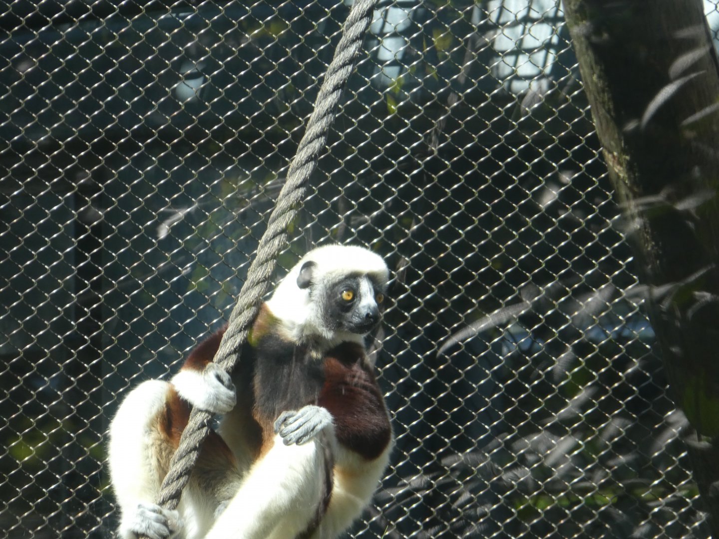 Primate Reserve - Coquerel's Sifaka