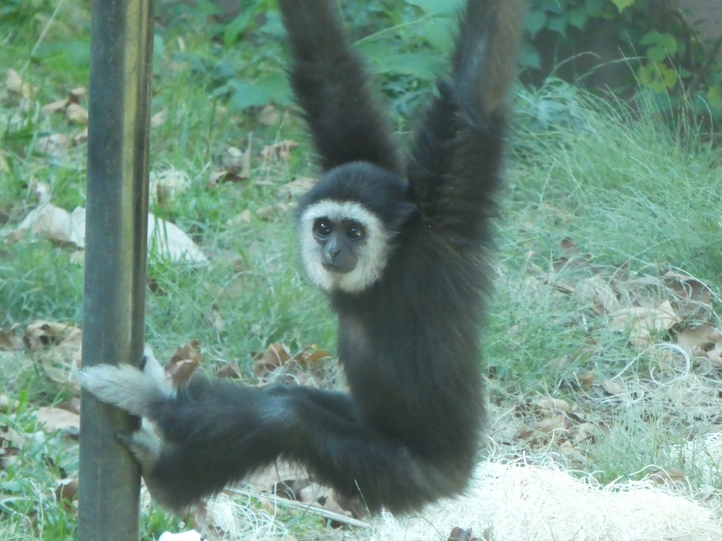 Primate Reserve - Lar Gibbon