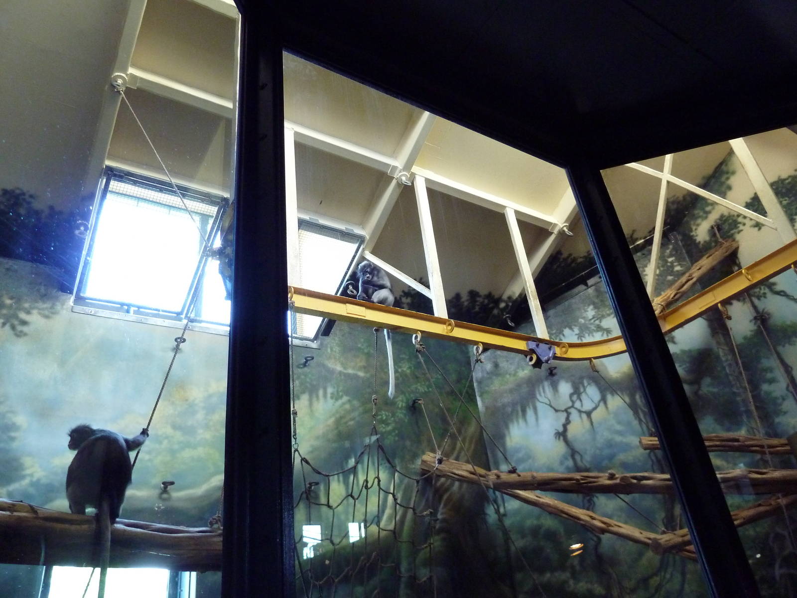 Primate Reserve - Spectacled Langur Exhibit