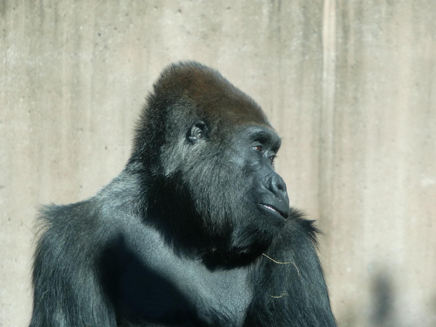 Primate Reserve - Western Lowland Gorilla