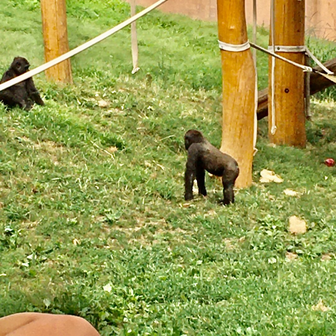 Primate Reserve - Western Lowland Gorillas (2)