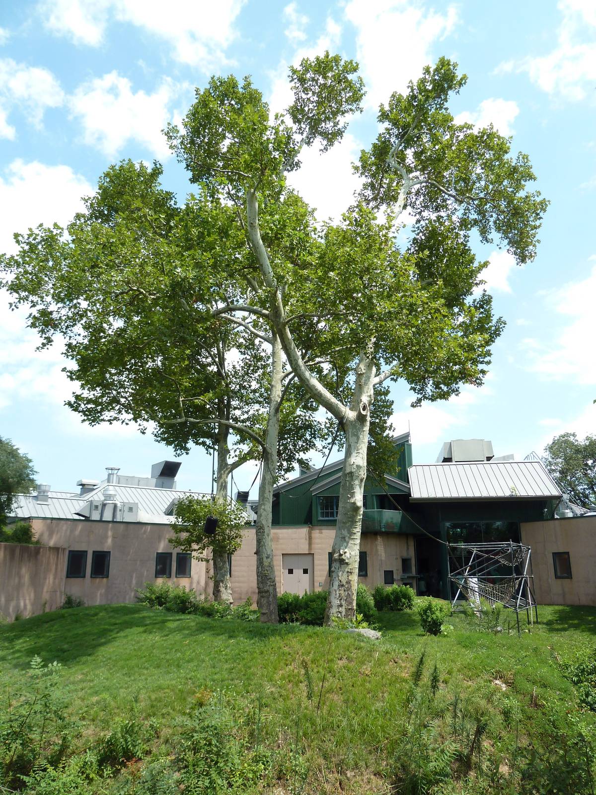 Primate Reserve - White-Handed Gibbon/Sumatran Orangutan Exhibit
