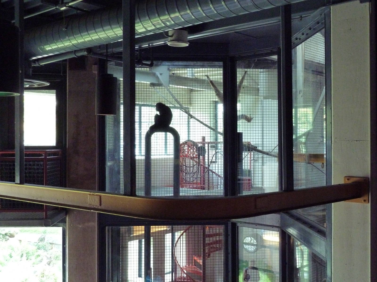 Primate Reserve - White-Handed Gibbon/Sumatran Orangutan Indoor Exhibit