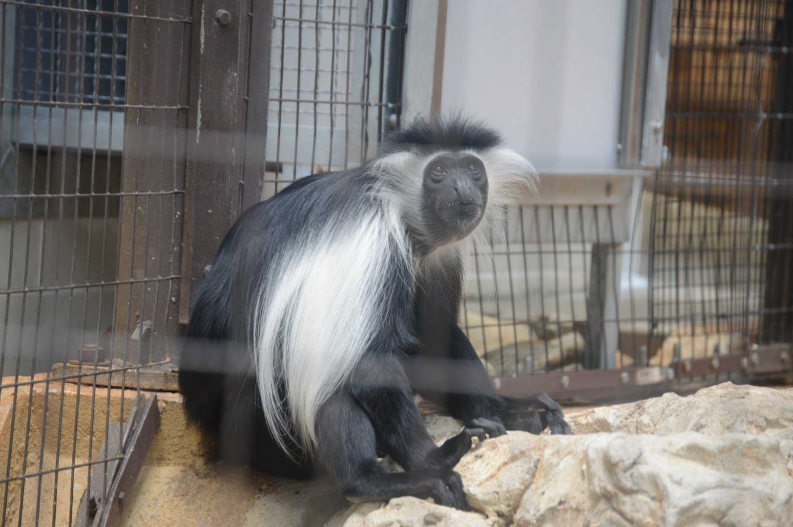 Primate Row - Angolan Colobus