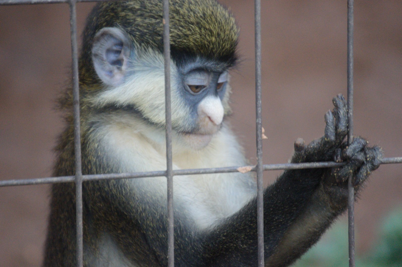 Primate Row - Schmidt's Red-tailed Gneunon