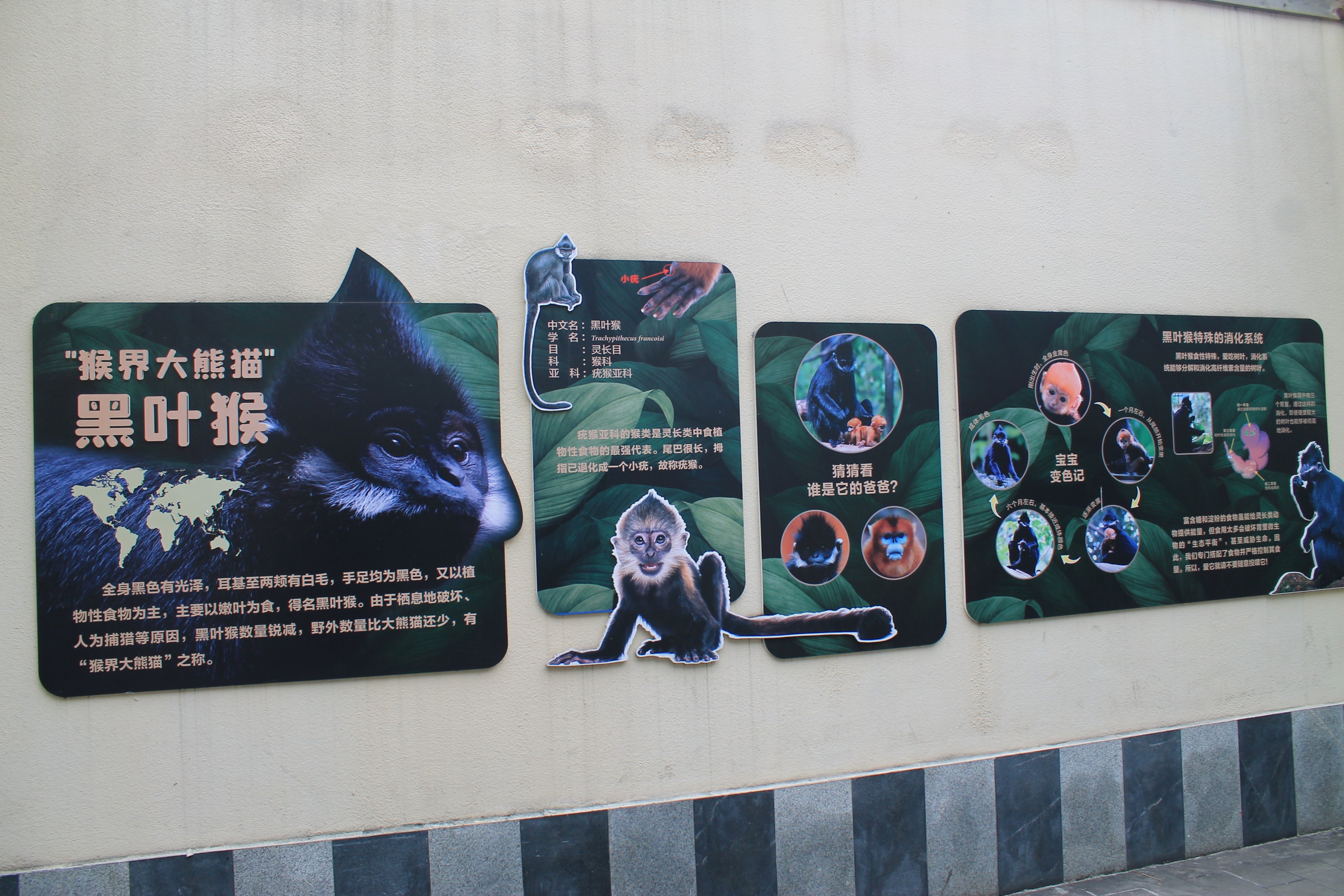 Primate signage (Francois' Langur)