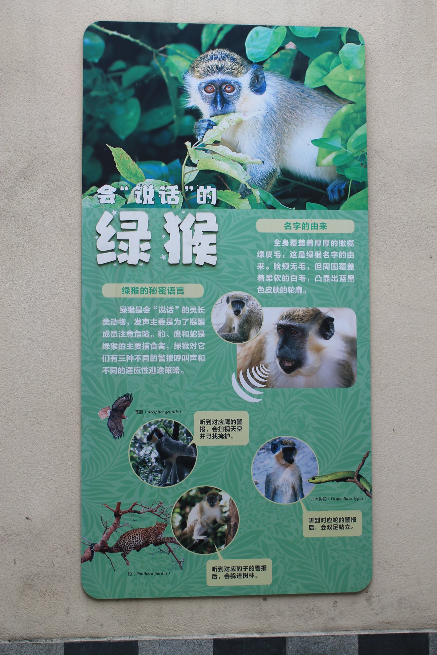 Primate signage (Green Monkey)