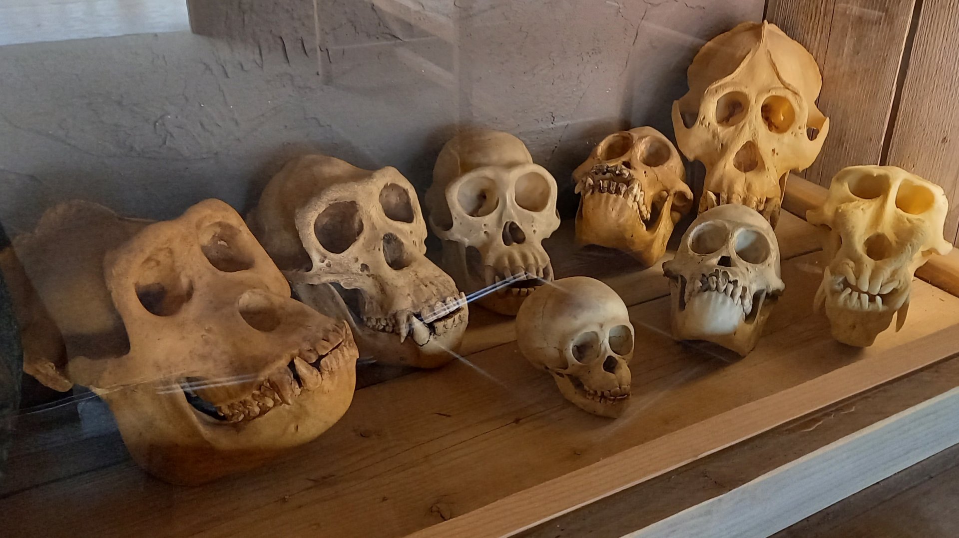 Primate skulls