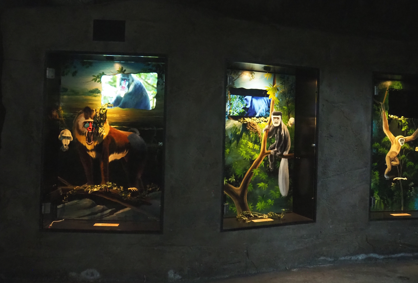 Primate species displays in the gorilla building, 2023-08-17