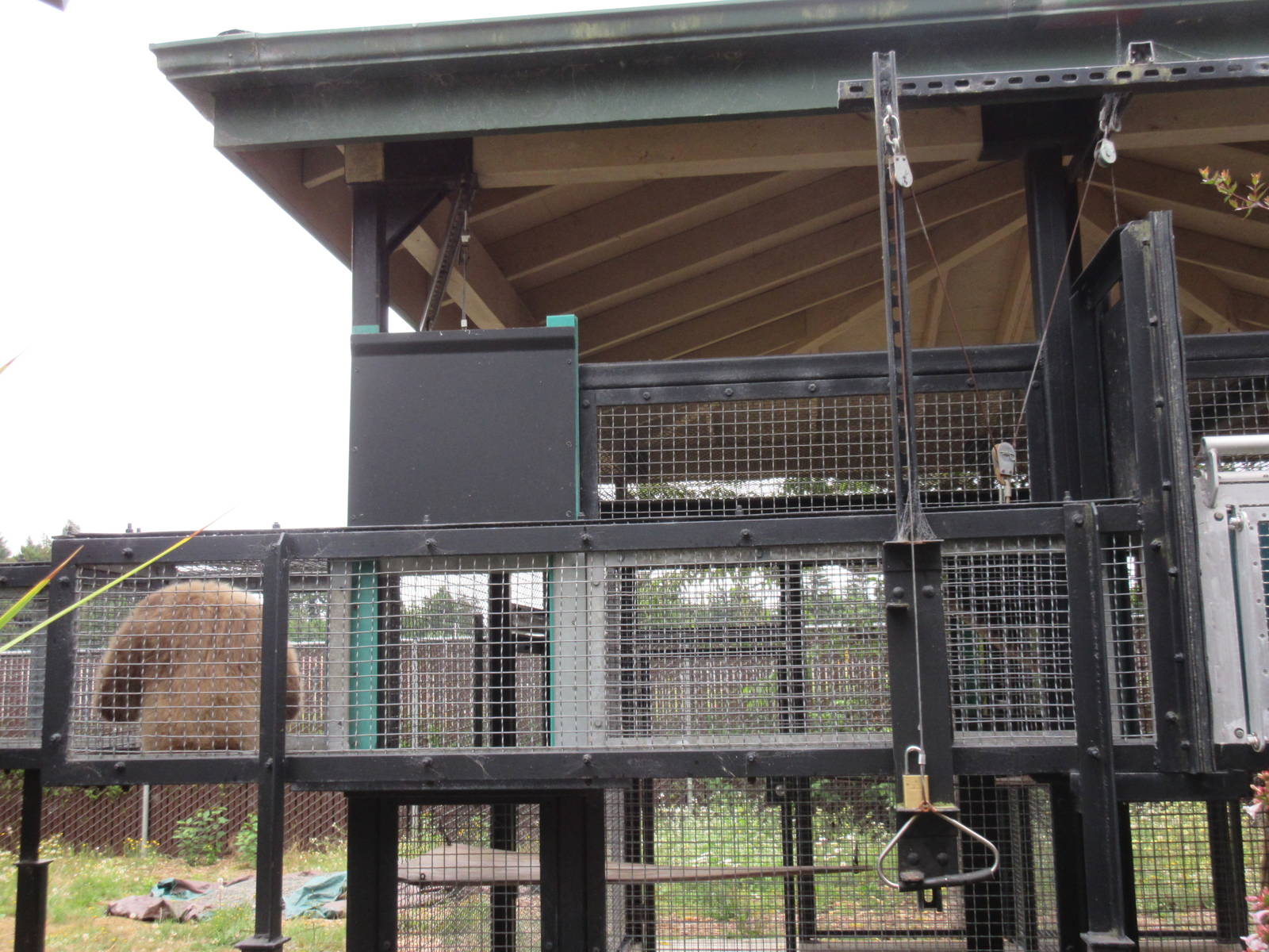 Primate Transfer Chute - with a White-Handed Gibbon inside