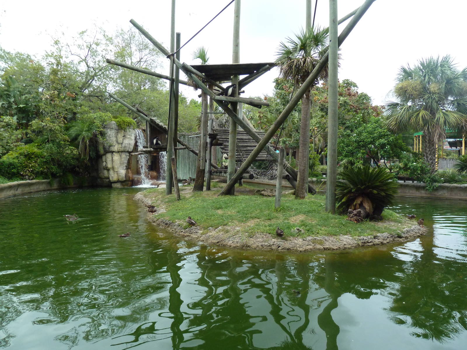 Primate World - Angolan Colobus Monkey Exhibit