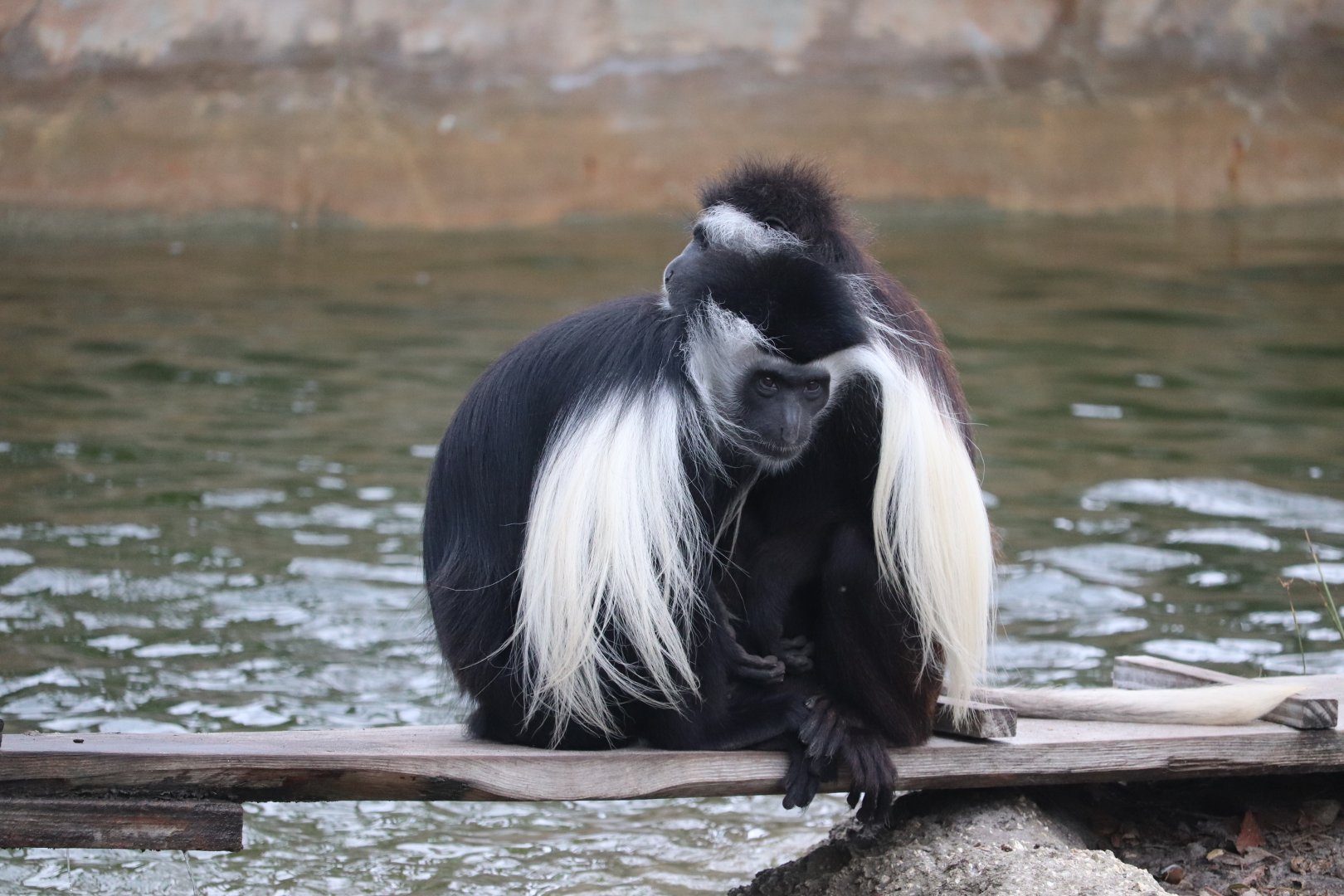 Primate World - Angolan Colobus Monkey