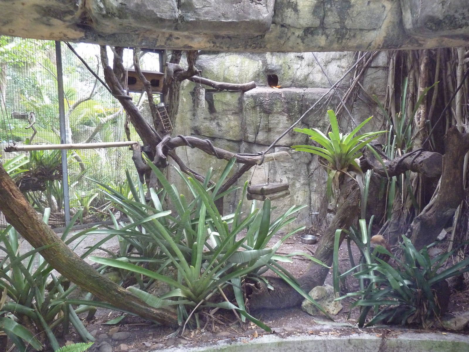 Primate World - Bolivian Grey Titi Monkey Exhibit