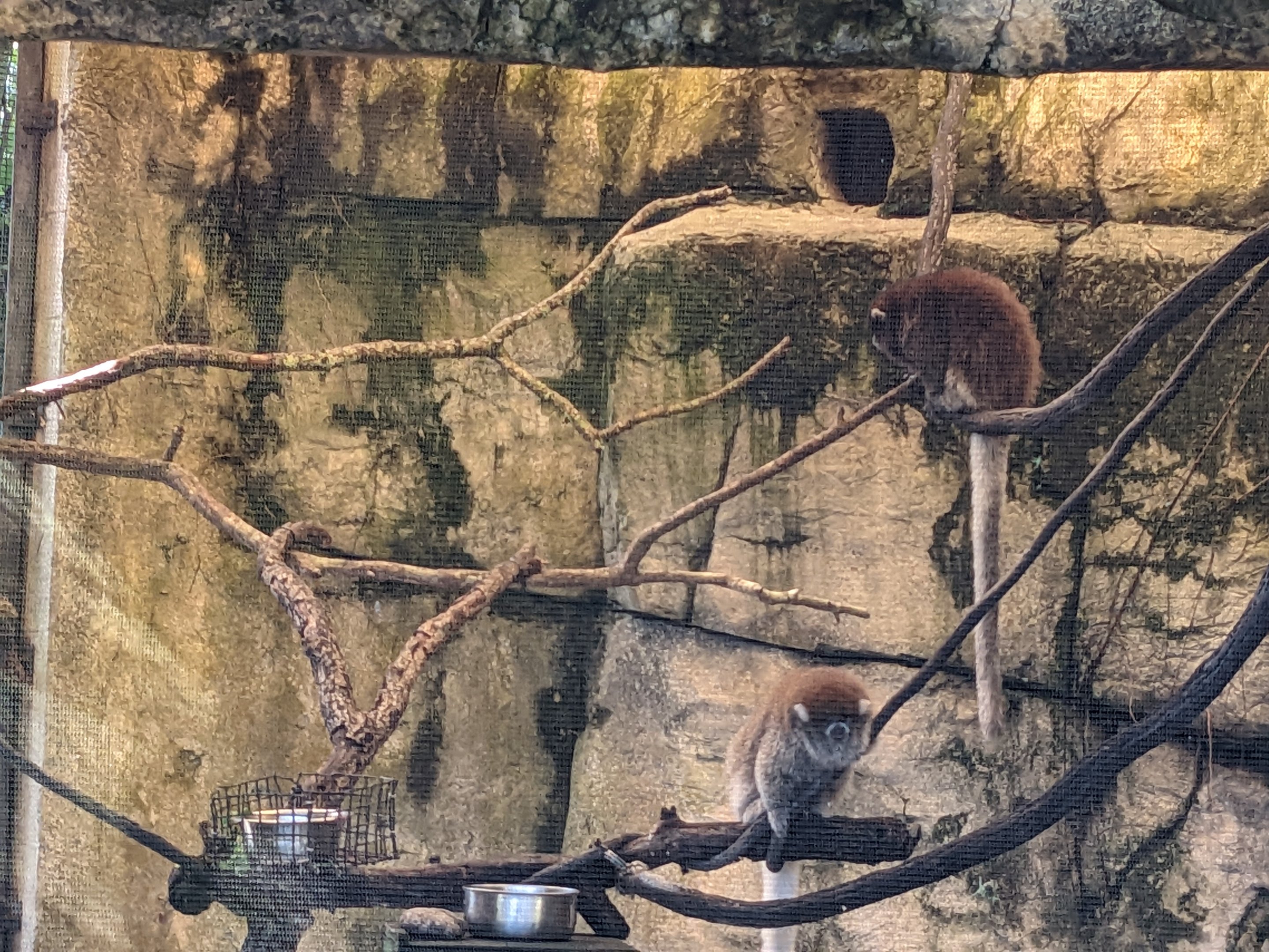 Primate World - Bolivian Grey titi
