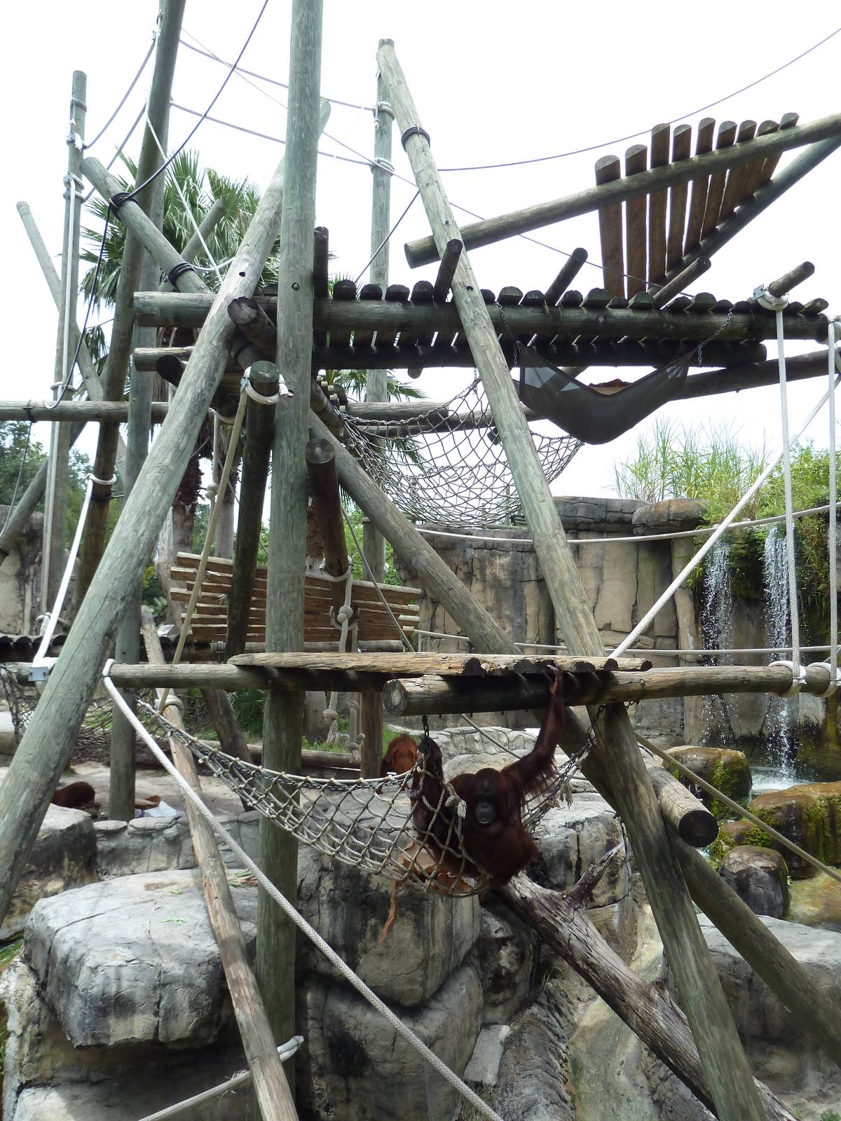 Primate World - Bornean Orangutan Exhibit