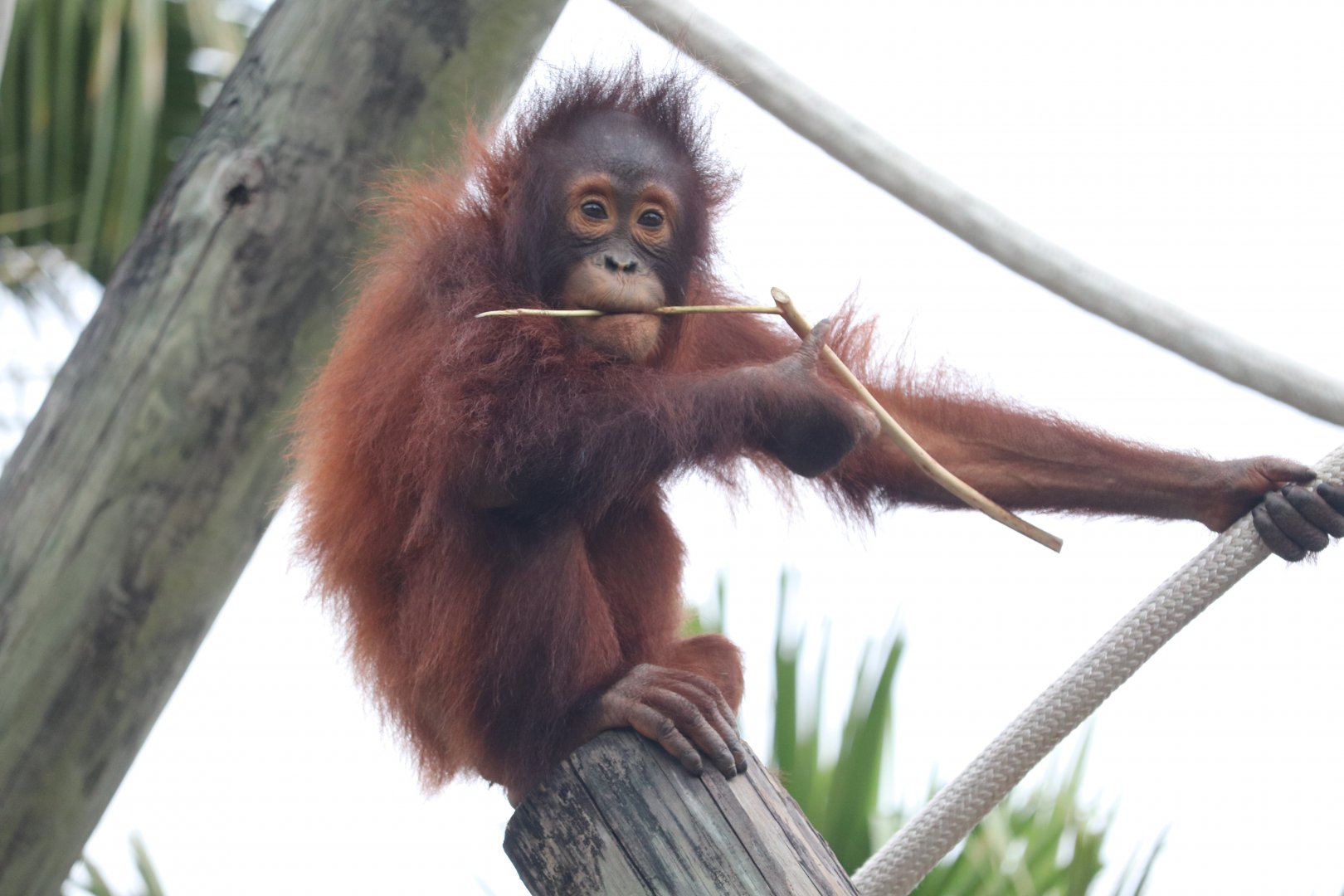 Primate World - Bornean Orangutan