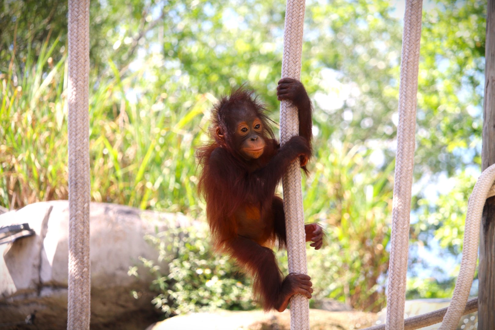 Primate World - Bornean Orangutan