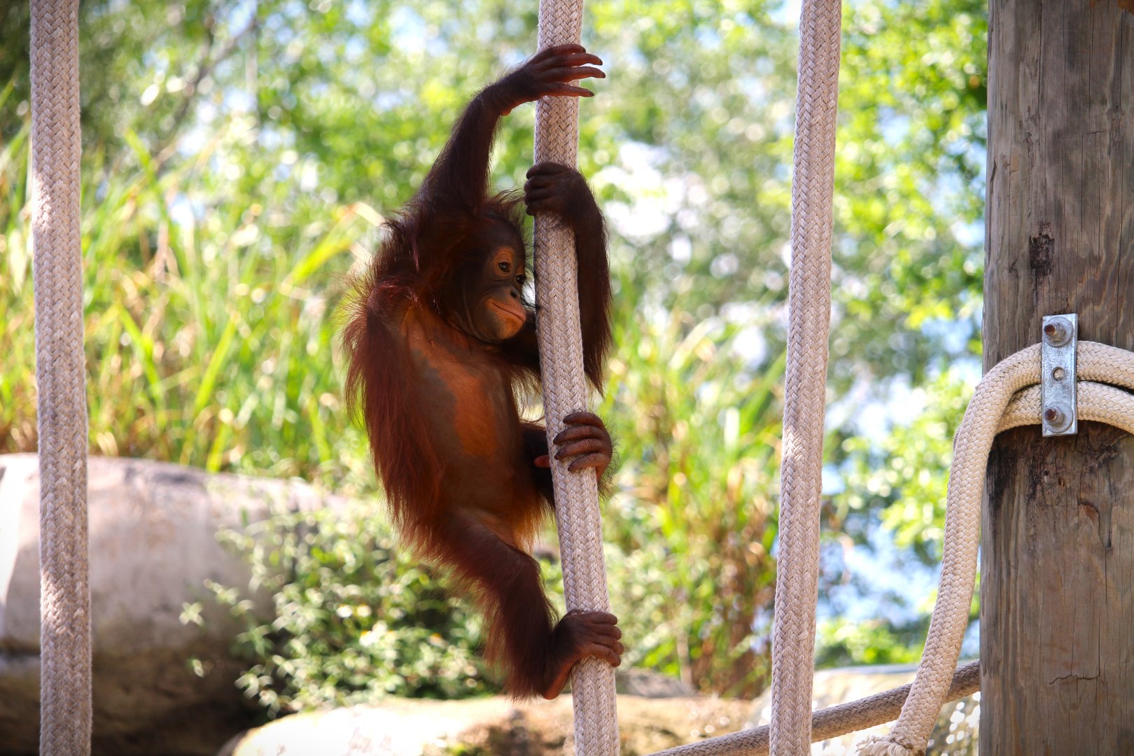 Primate World - Bornean Orangutan