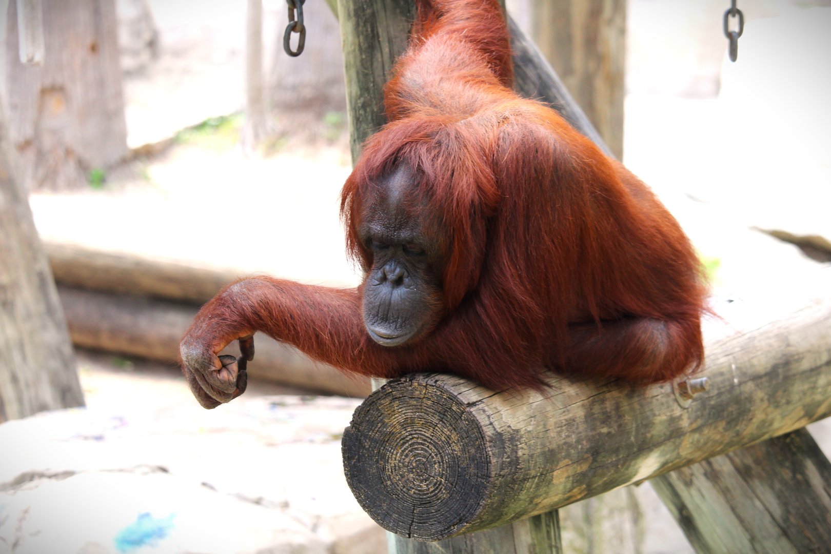 Primate World - Bornean Orangutan