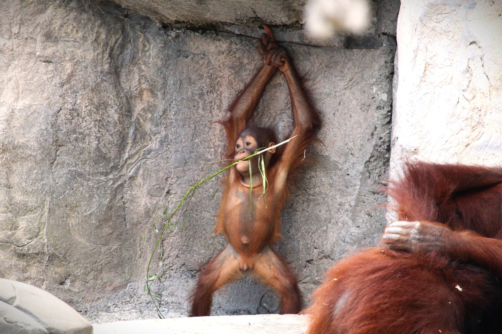 Primate World - Bornean Orangutan