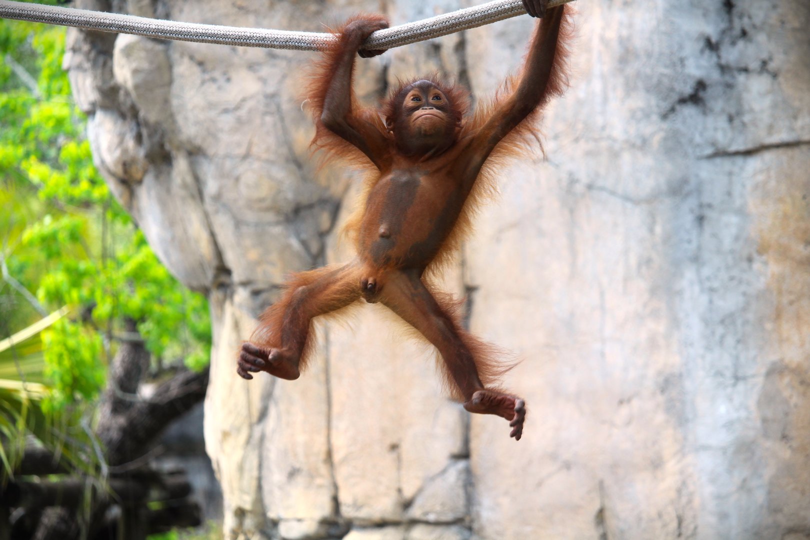 Primate World - Bornean Orangutan