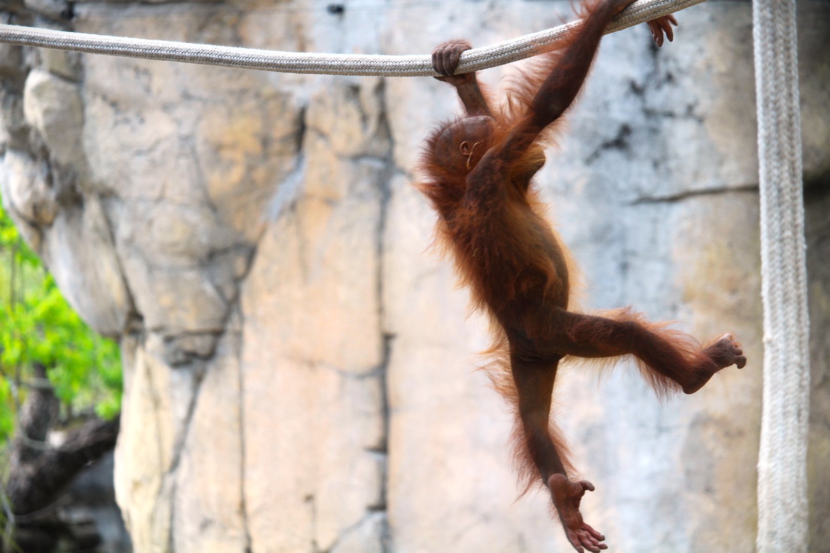 Primate World - Bornean Orangutan