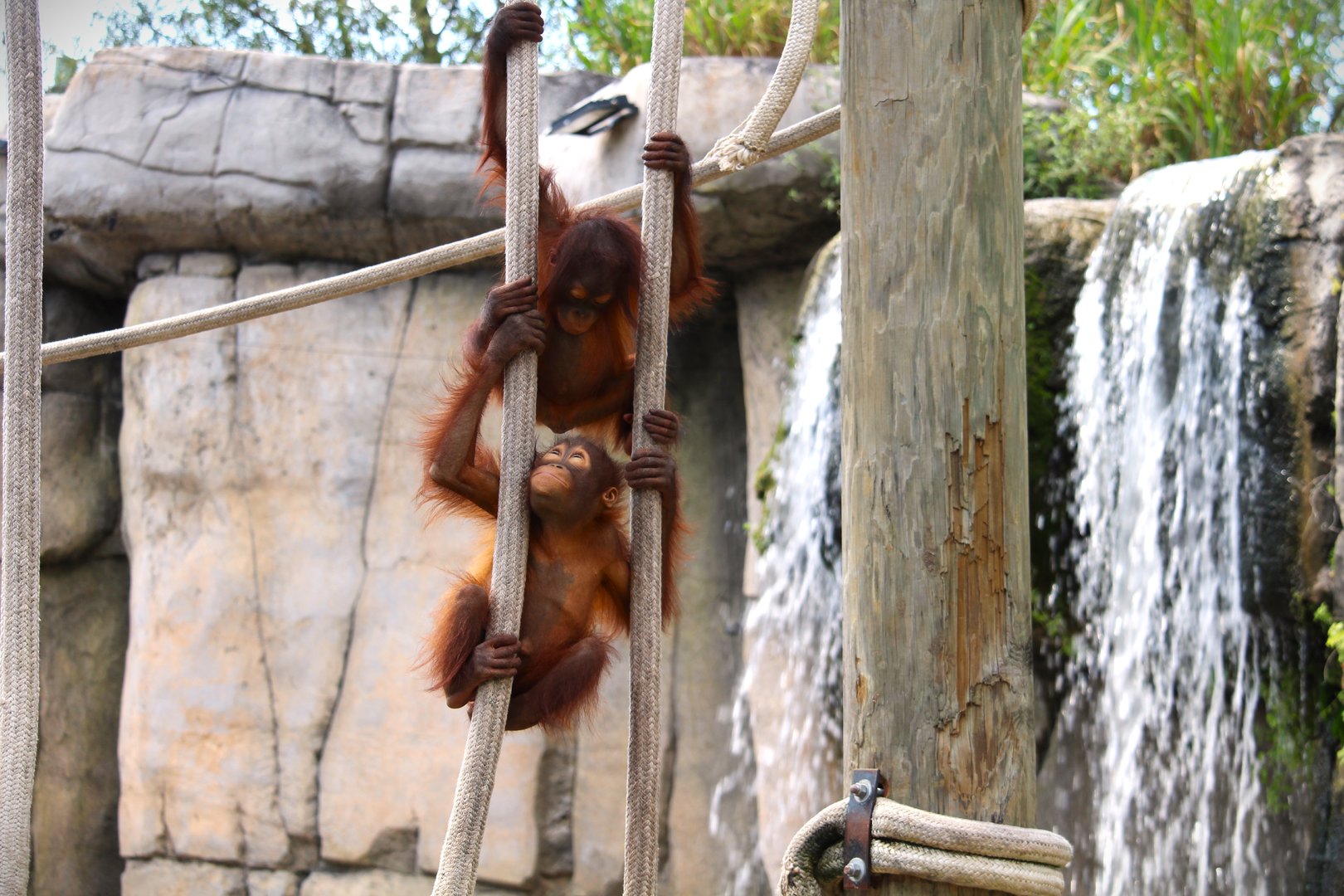 Primate World - Bornean Orangutan