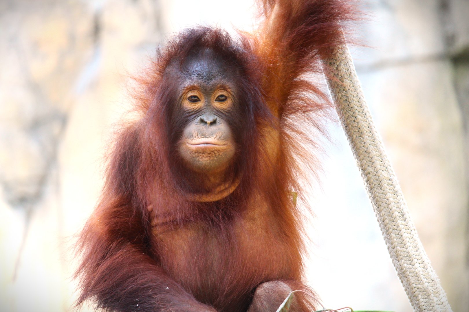 Primate World - Bornean Orangutan