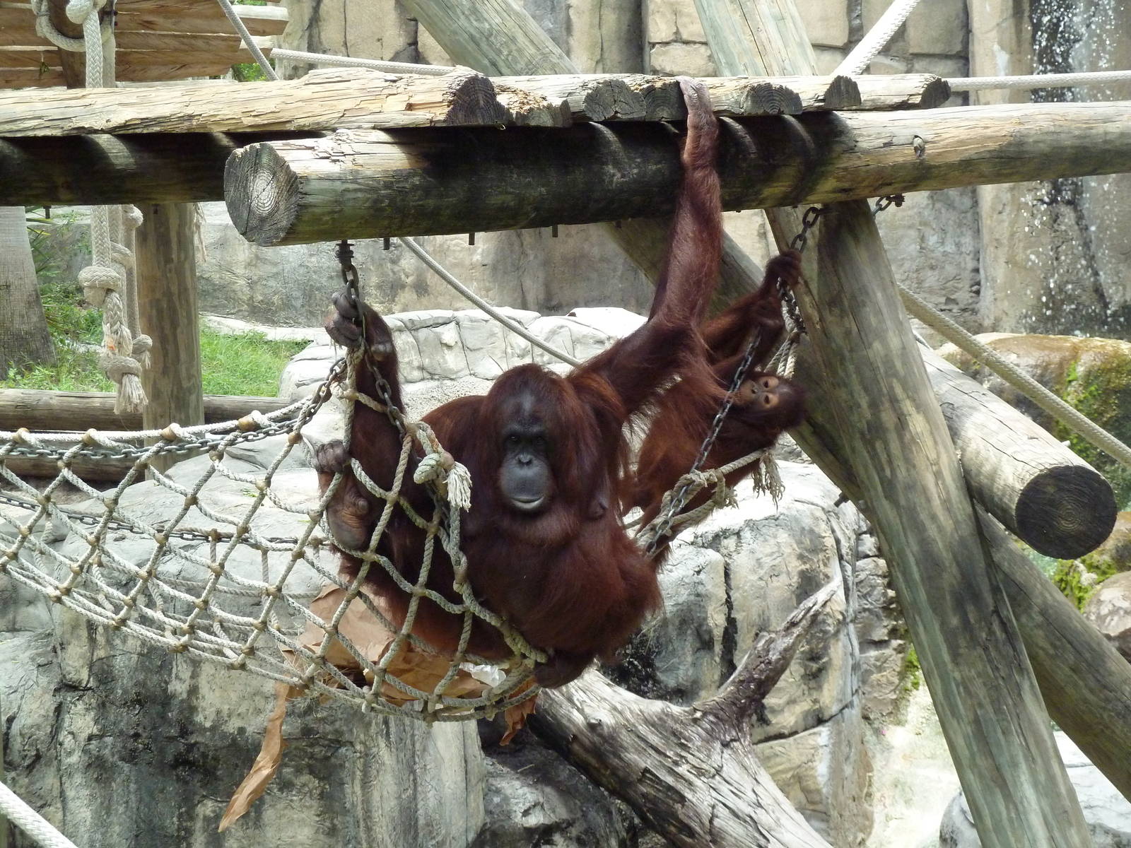 Primate World - Bornean Orangutans