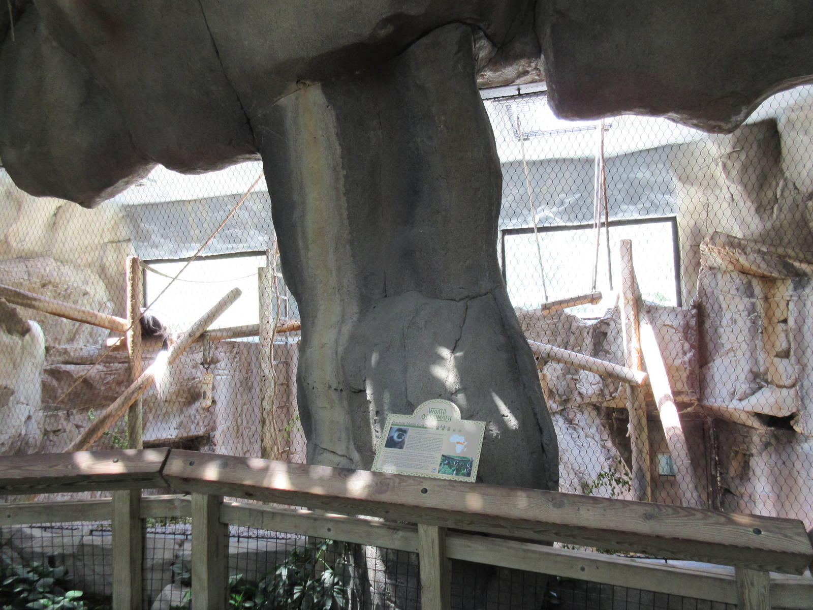 Primate World - Eastern Colobus Monkey Exhibit