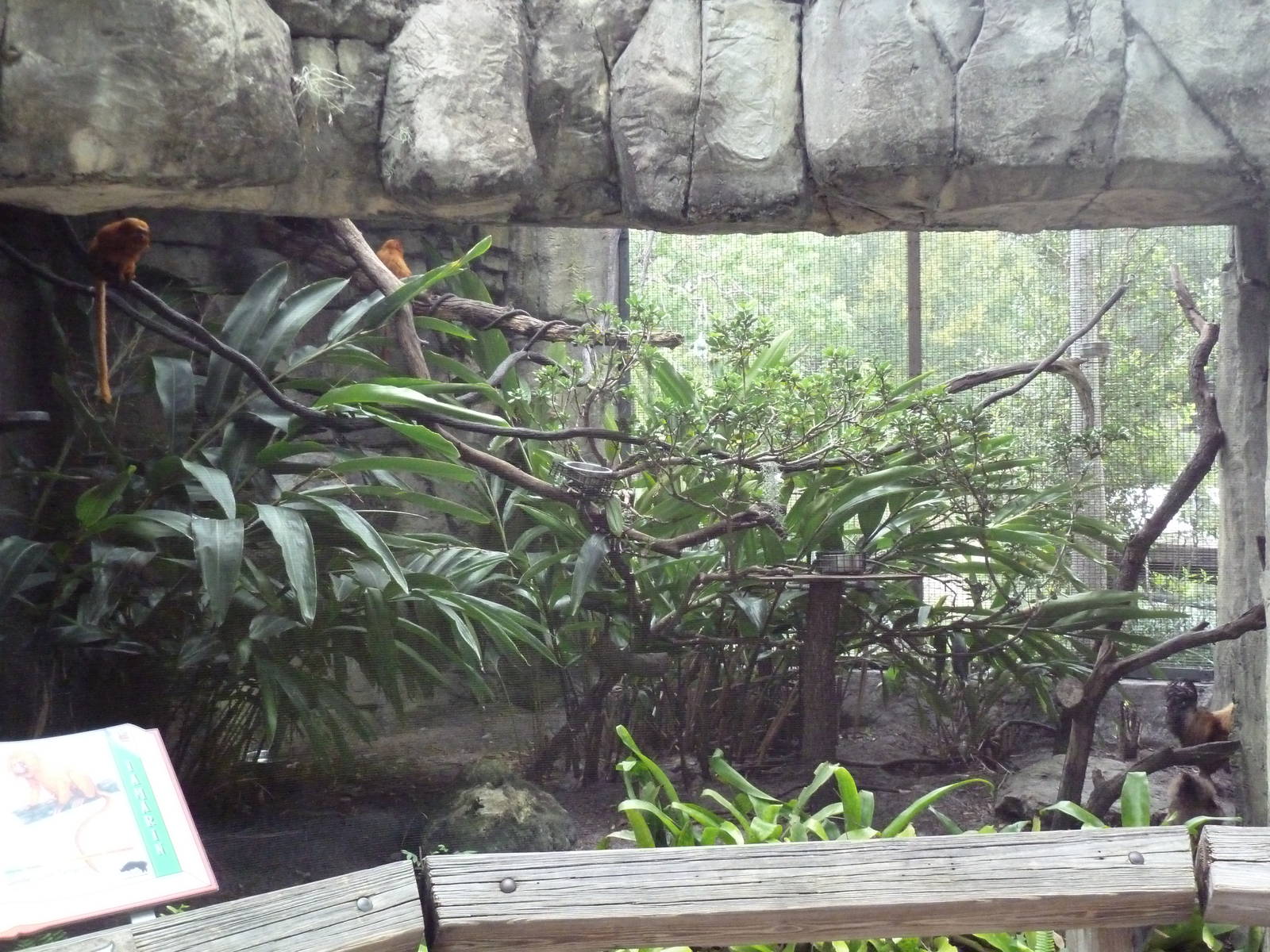 Primate World - Golden Lion Tamarin Exhibit