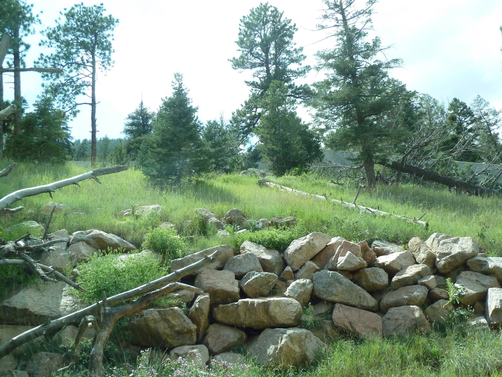 Primate World - Gorilla Exhibit