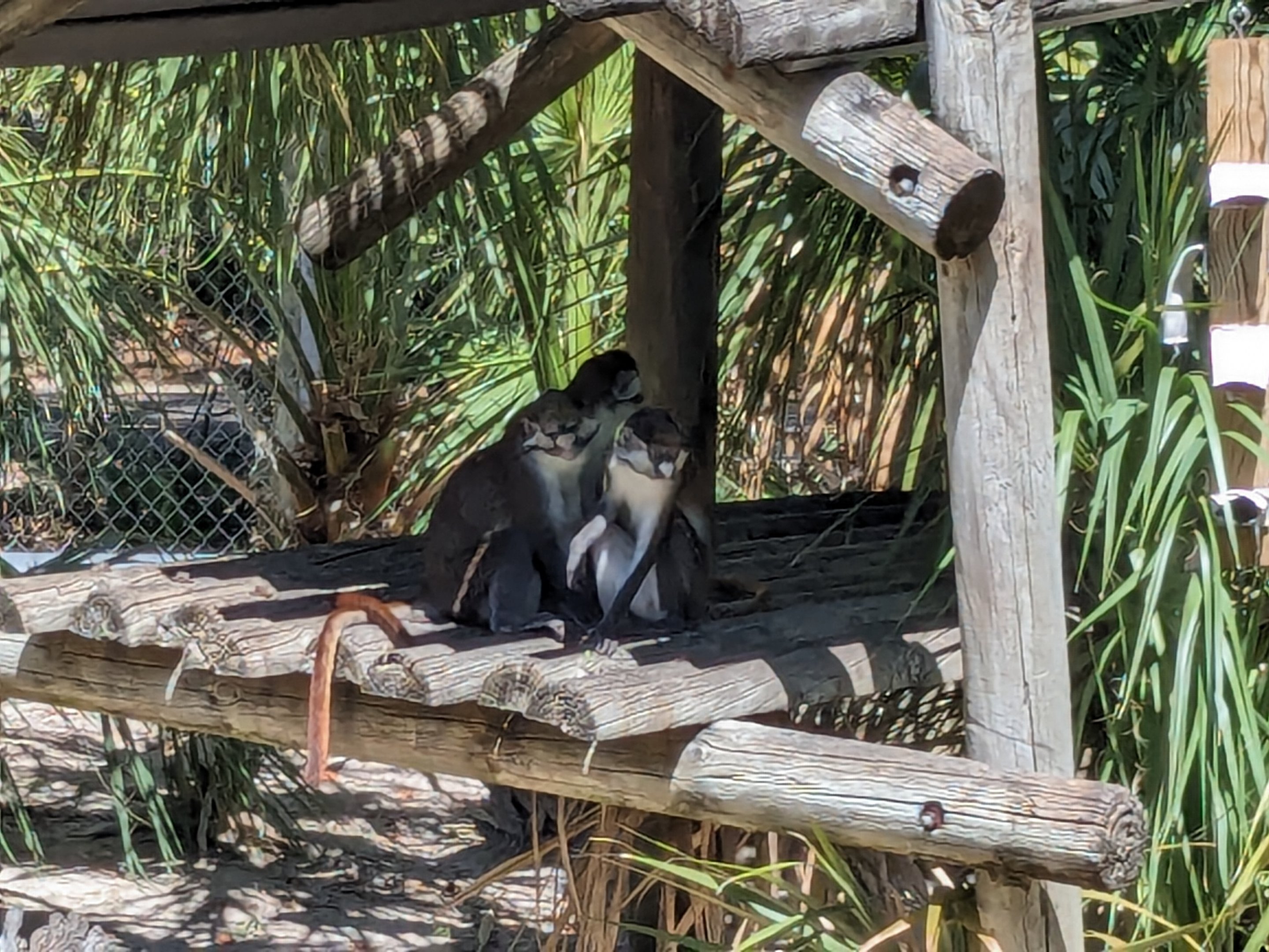 Primate World - Guenon