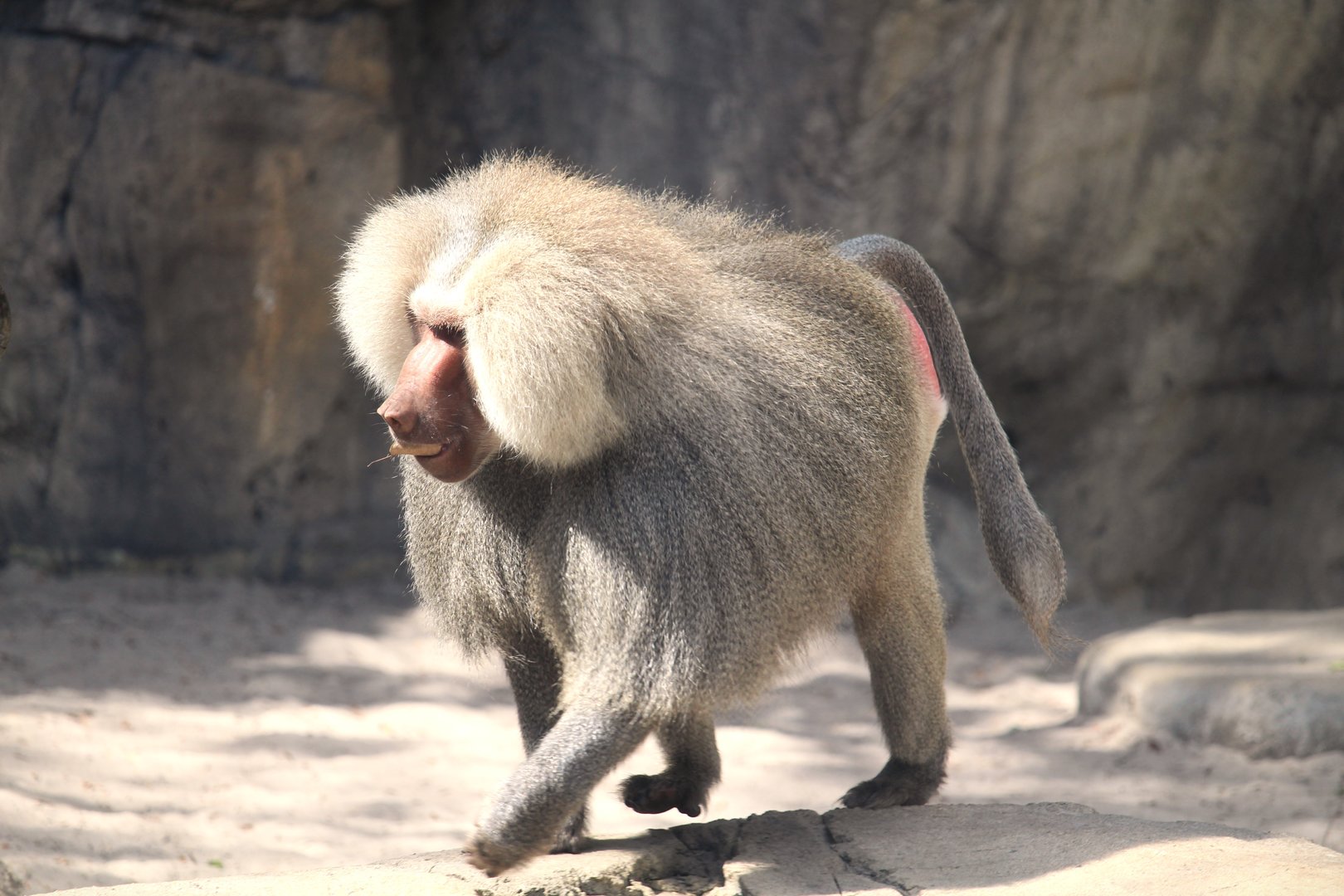 Primate World - Hamadryas Baboon