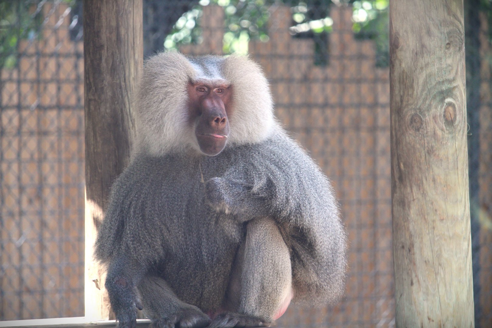 Primate World - Hamadryas Baboon