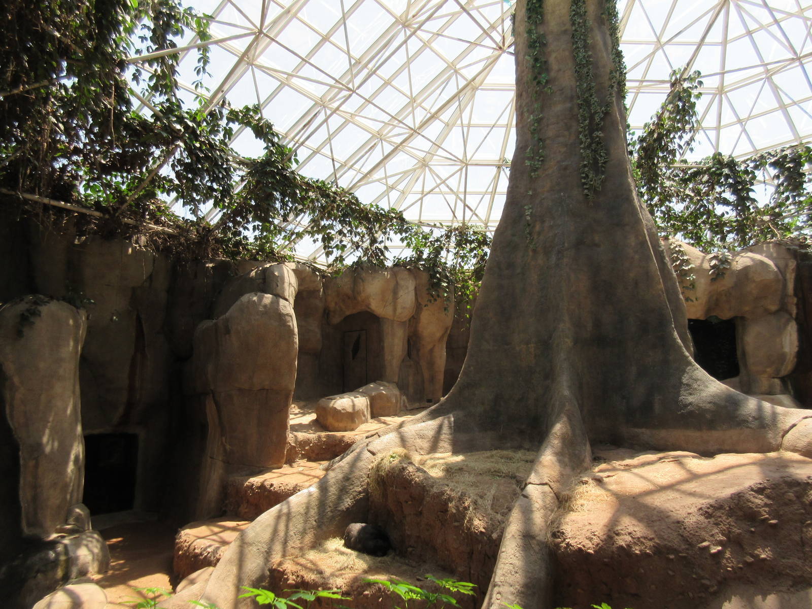 Primate World - Lowland Gorilla Exhibit (with Tropic World similarities)