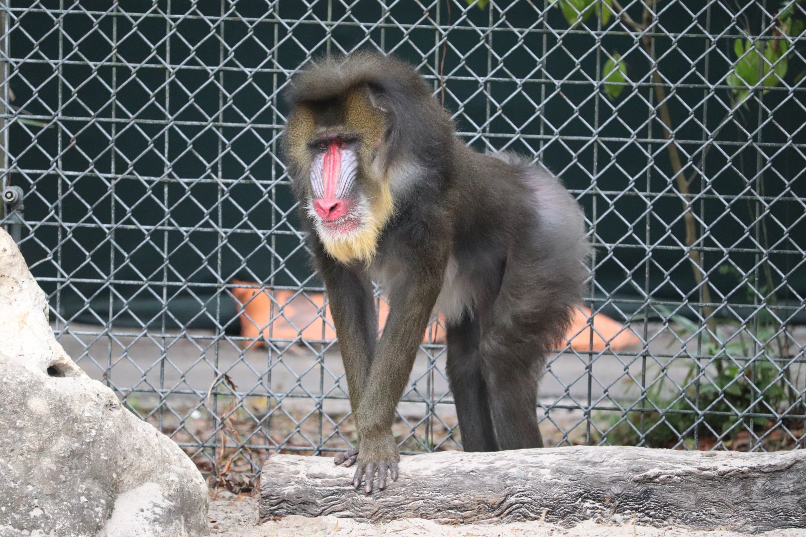 Primate World - Mandrill