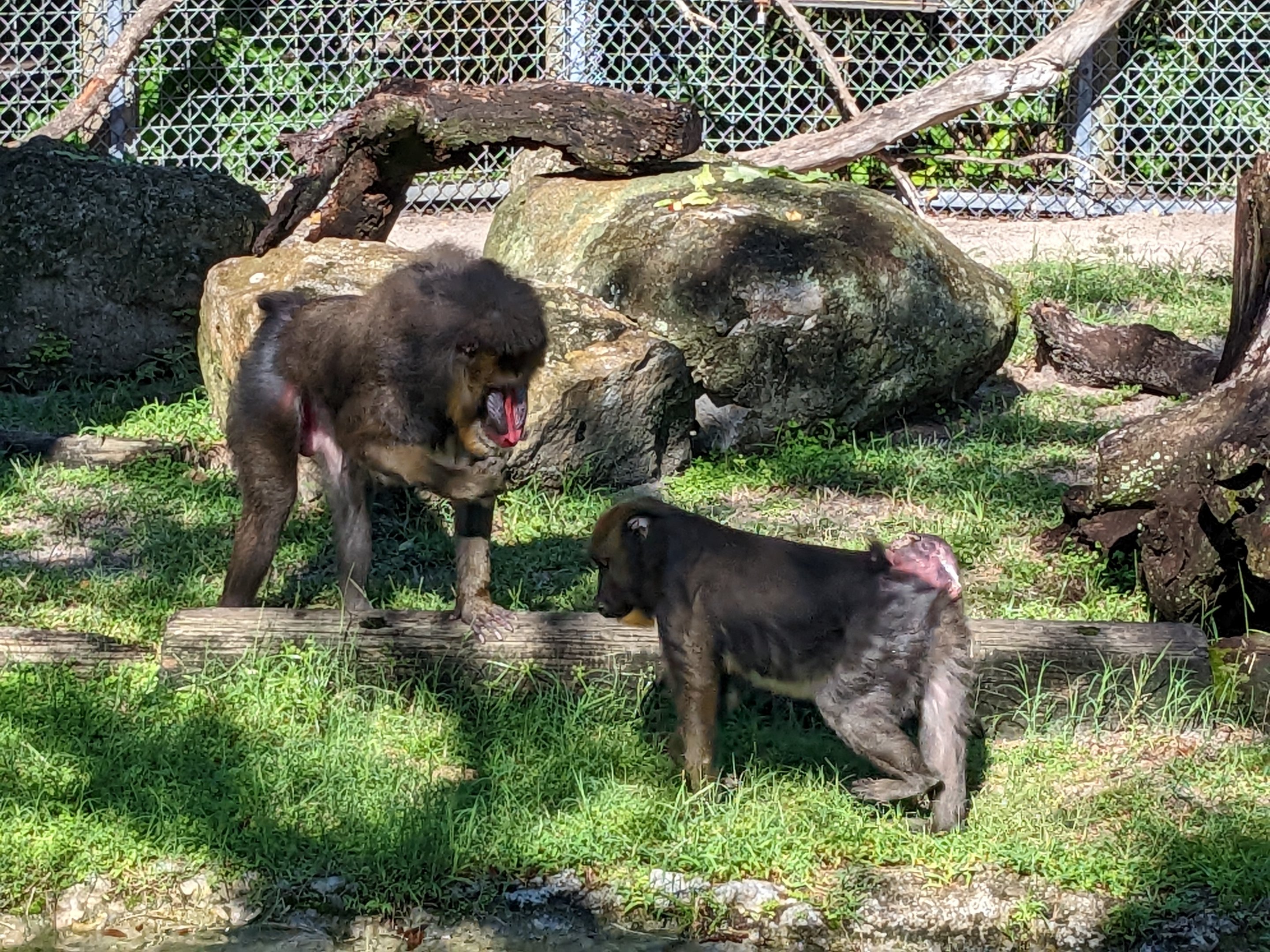 Primate World  - Mandrill