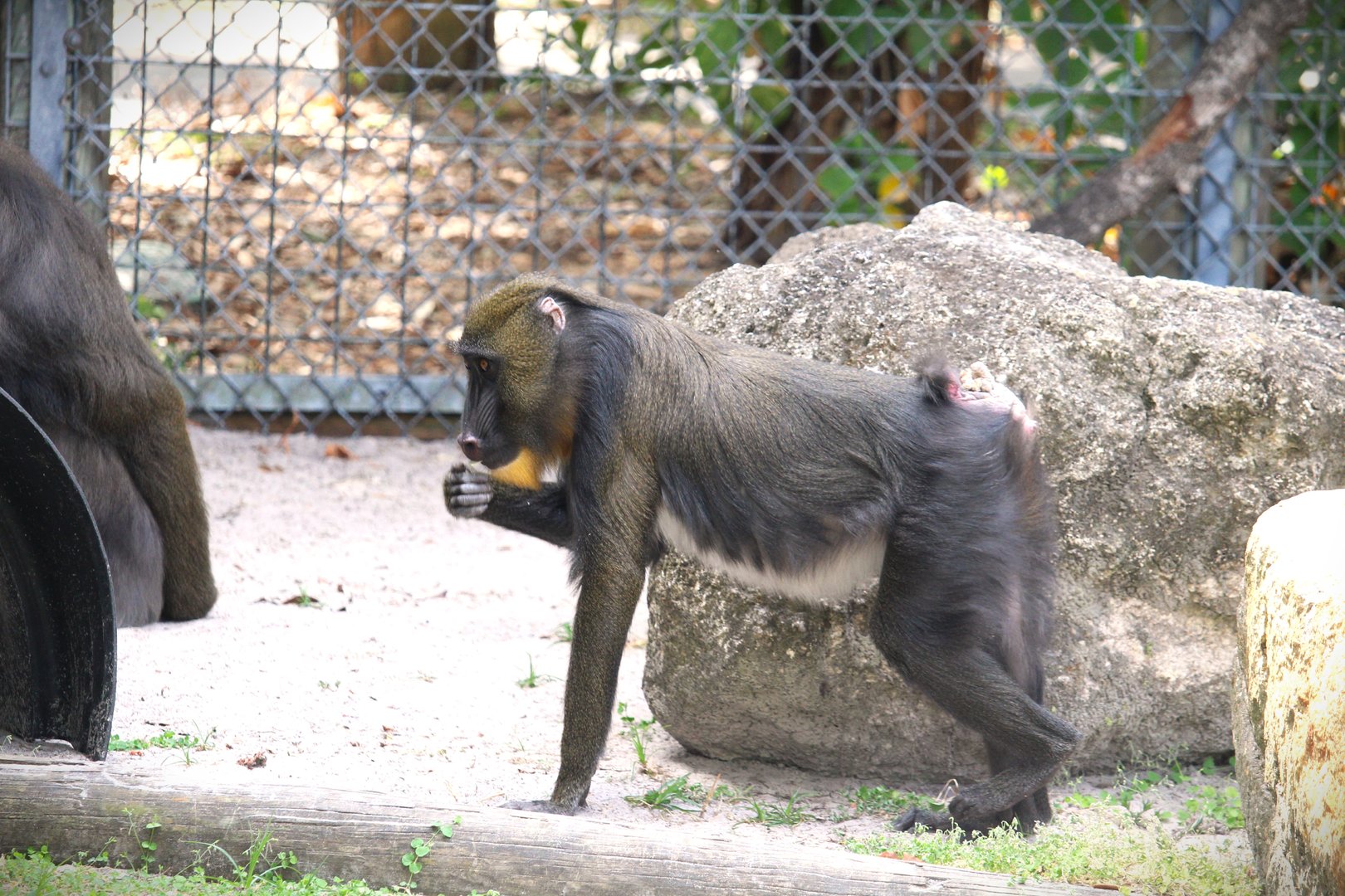 Primate World - Mandrill
