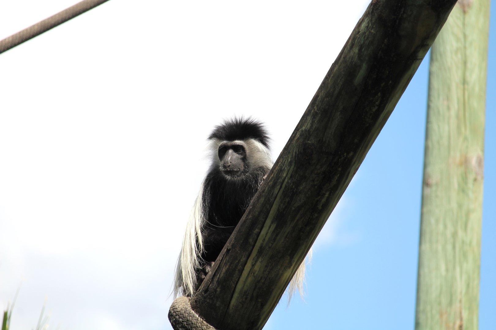 Primate World - Peters' Angola Colobus