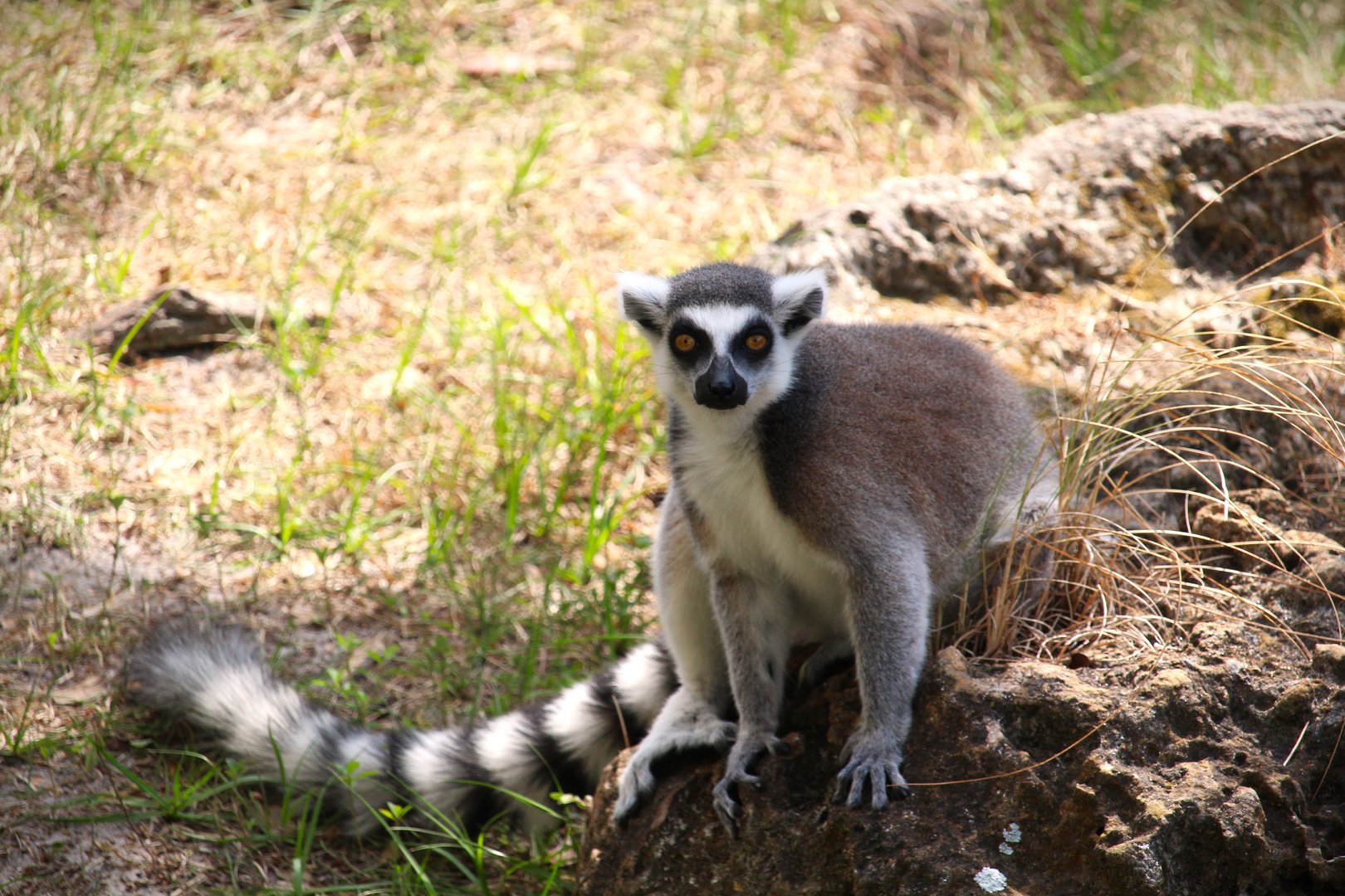Primate World - Ring-tailed Lemur