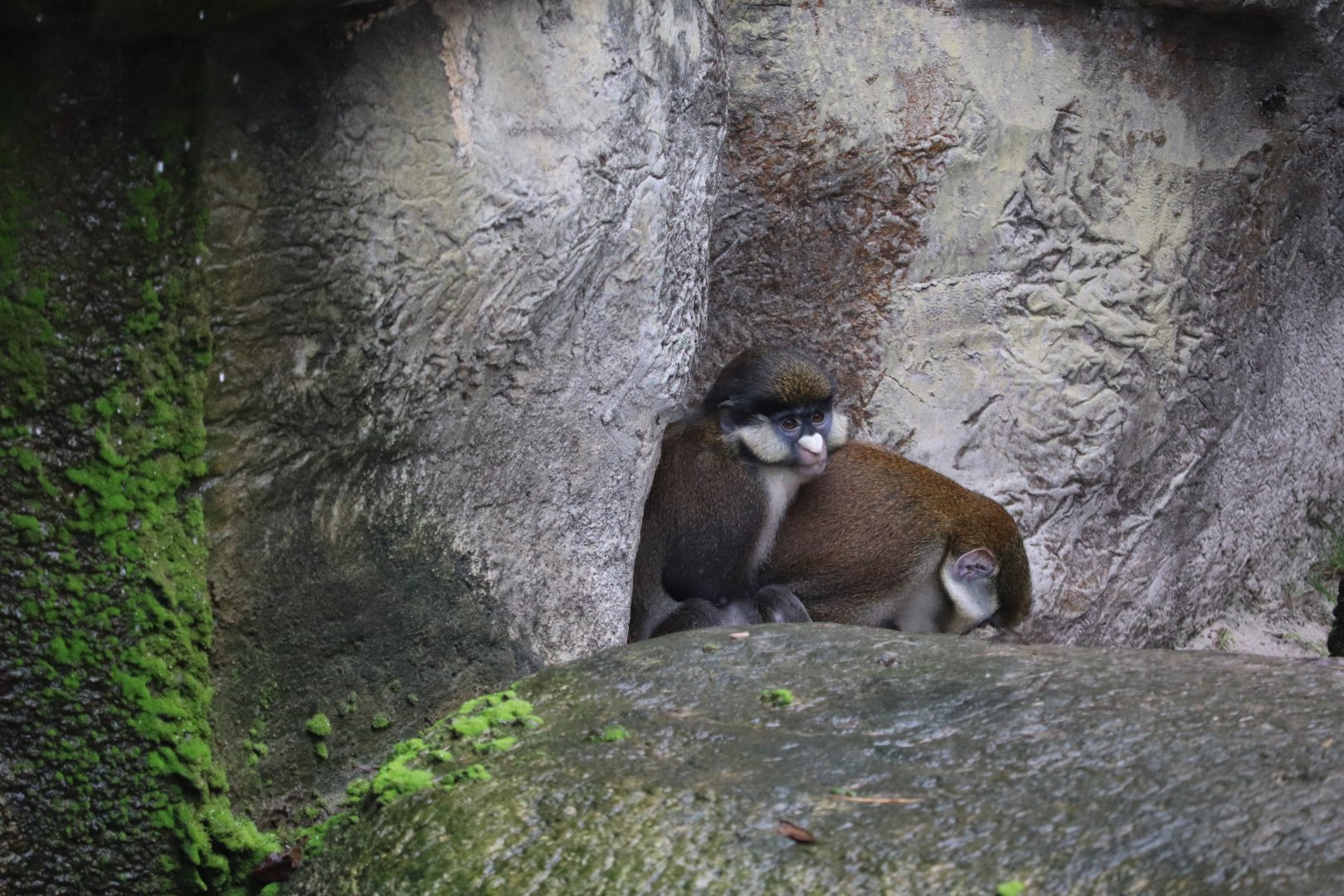 Primate World - Schmidt's Guenon