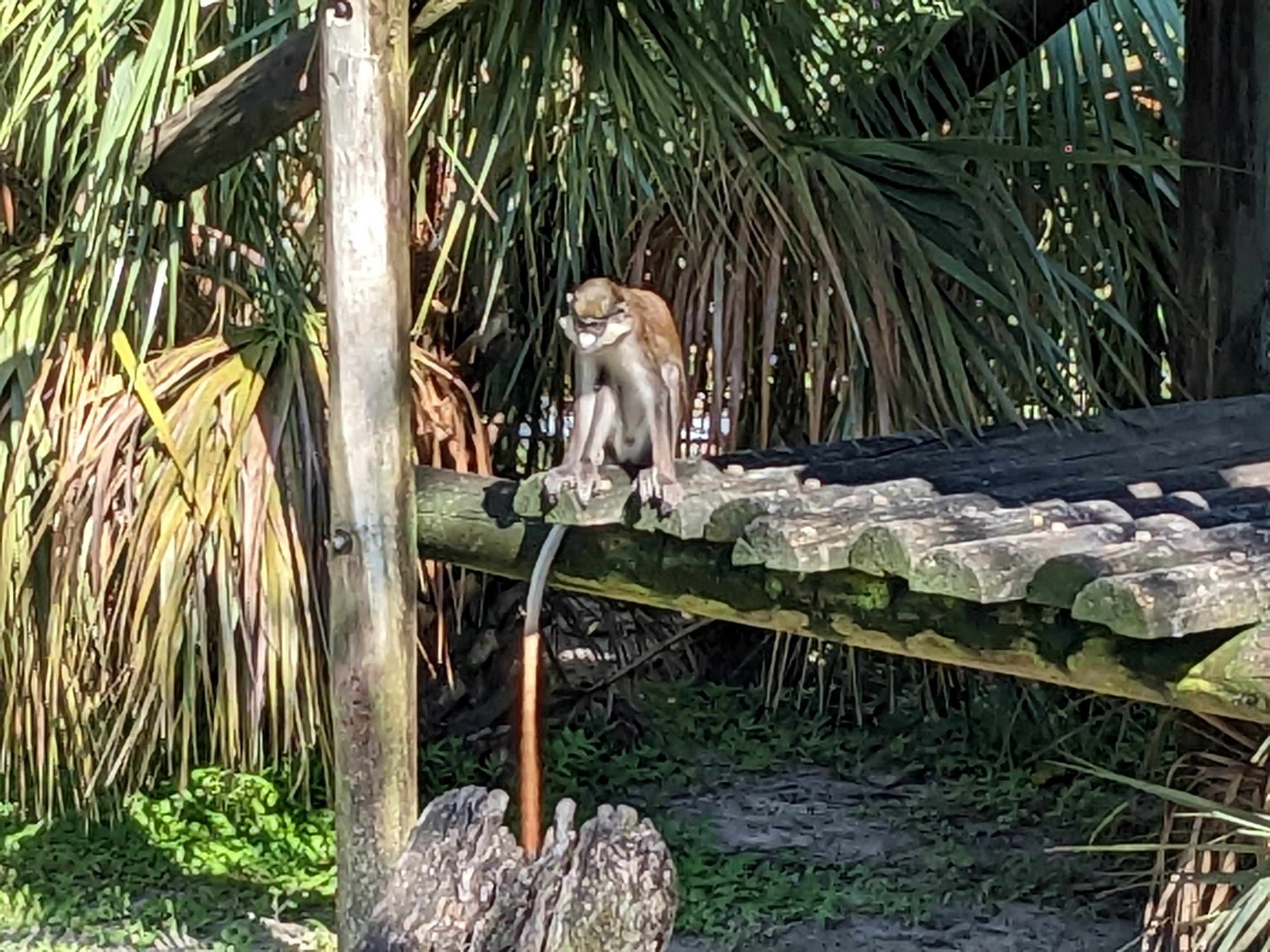 Primate World - spot nosed guenon